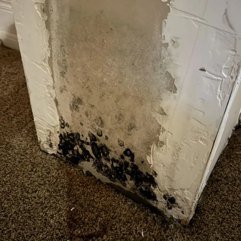 Professional Mold Removal in Dickinson, TX